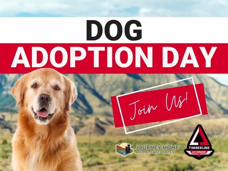 Dog Adoption day in Battlement Mesa