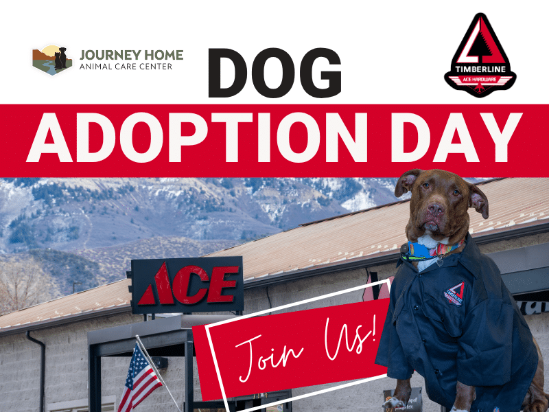 Dog adoption event at Timberline Ace Hardware of Battlement Mesa