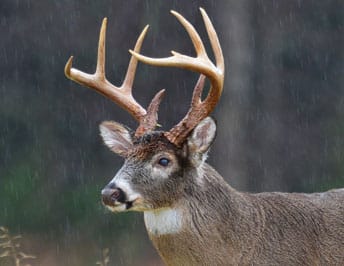 Deer in the wild with antlers