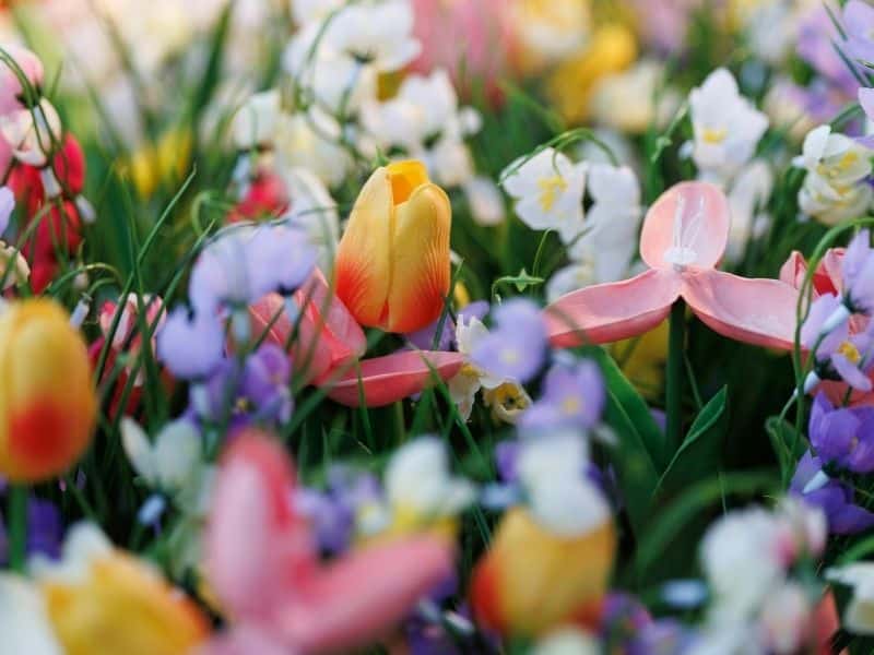 Flowers at tellurides farmers market