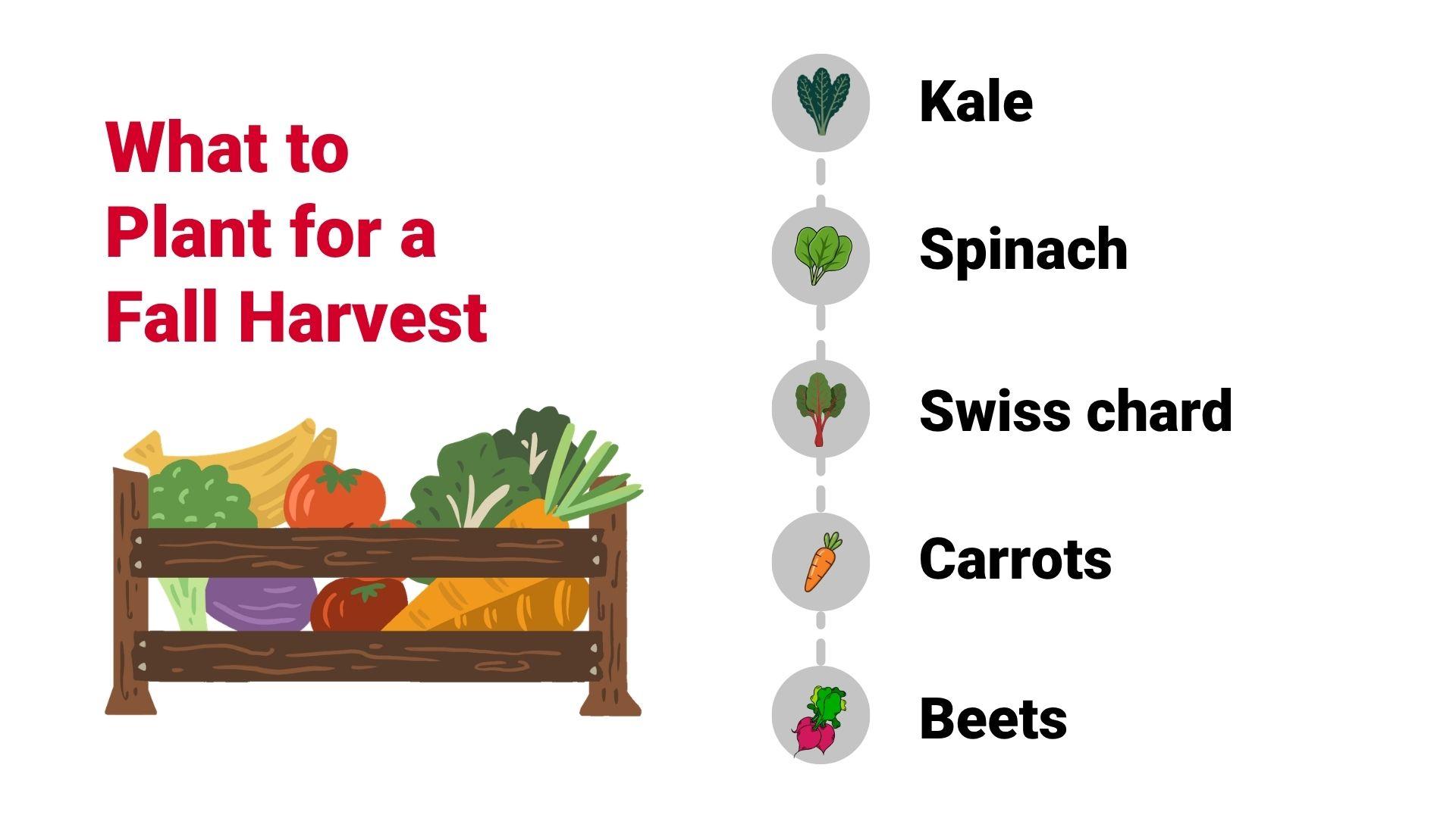 What to Plant for Fall Harvest in Colorado