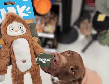 Pet Toys Pet Toys