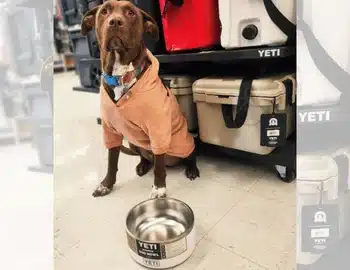 Pet Bowls Pet Bowls